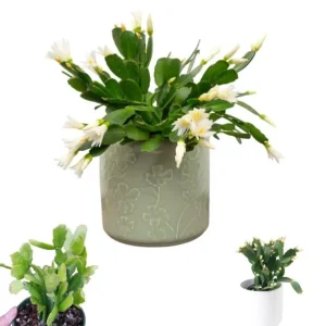 White Easter Cactus Live Plant - Rhipsalidopsis Gaertneri - Spring Blooming Holiday Cactus - 5-7" Tall Starter Plant - Image 1