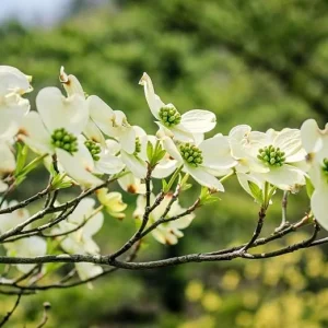 White Flowering Dogwood Tree – Live Plant – 1 Foot Tall – Outdoor Shrubs & Trees - Image 2
