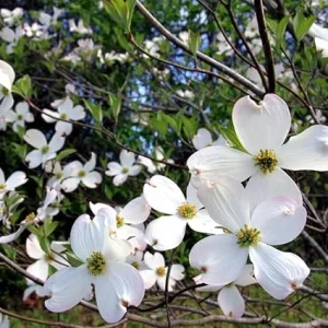 White Flowering Dogwood Tree Live Plant - Quart Pot, Outdoor Shrub - Image 1