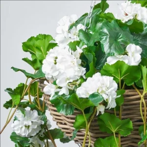 White Geranium Live Starter Plants - 2 Pack, 2-3 Inch Tall Seedlings - Image 2