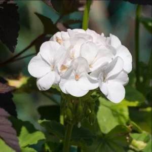 White Geranium Live Starter Plants - 2 Pack, 2-3 Inch Tall Seedlings - Image 3