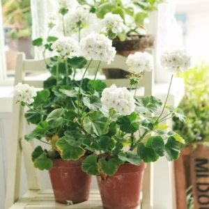 White Geranium Live Starter Plants - 2 Pack, 2-3 Inch Tall Seedlings - Image 5