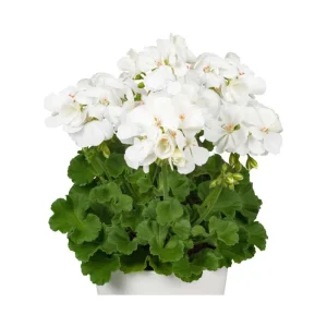 White Geranium Live Starter Plants - 2 Pack, 2-3 Inch Tall Seedlings - Image 6
