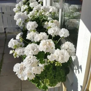 White Geranium Live Starter Plants - 2 Pack, 2-3 Inch Tall Seedlings - Image 8