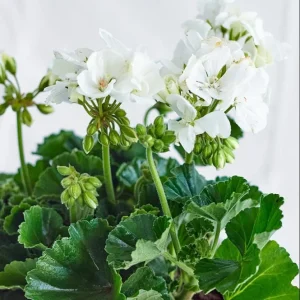 White Geranium Live Starter Plants - 2 Pack, 2-3 Inch Tall Seedlings - Image 9