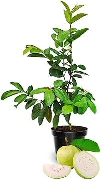 White Guava Live Plant – Sweet Guava Tree for Edible Fruits – 10 Inch Tall – Outdoor - Image 2