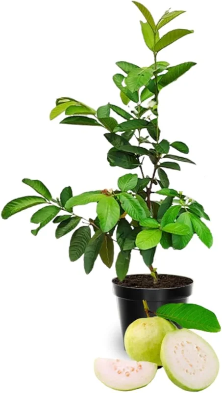 White Guava Live Plant – Sweet Guava Tree for Edible Fruits – 10 Inch Tall – Outdoor - Image 3