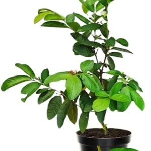 White Guava Live Plant – Sweet Guava Tree for Edible Fruits – 10 Inch Tall – Outdoor - Image 1