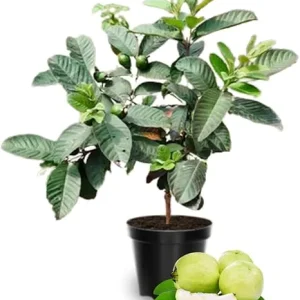 White Guava Tree Live Plant, 10 Inch Sweet Tropical Fruit Plant, Outdoor - Image 5