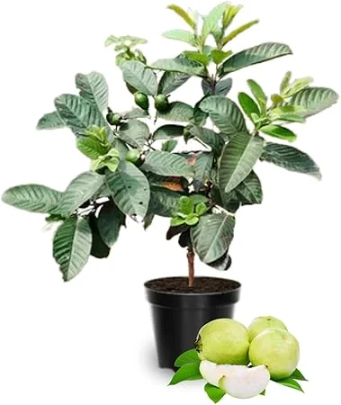 White Guava Tree Live Plant, 10 Inch Sweet Tropical Fruit Plant, Outdoor - Image 6
