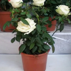 White Hybrid Tea Rose Bush - John F. Kennedy Rose Plant, 5-8