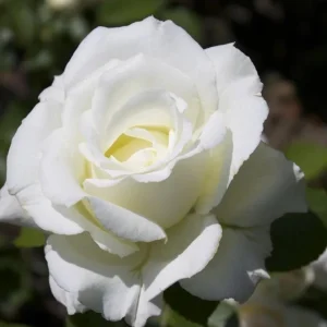 White Hybrid Tea Rose Bush - John F. Kennedy Rose Plant, 5-8