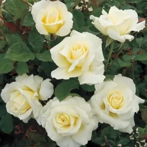 White Hybrid Tea Rose Bush - John F. Kennedy Rose Plant, 5-8" Tall - Image 1