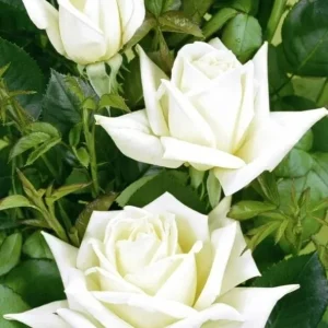 White Hybrid Tea Rose Bush - John F. Kennedy Rose Plant, 5-8