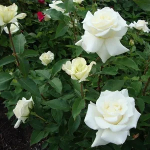 White Hybrid Tea Rose Bush - John F. Kennedy Rose Plant, 5-8