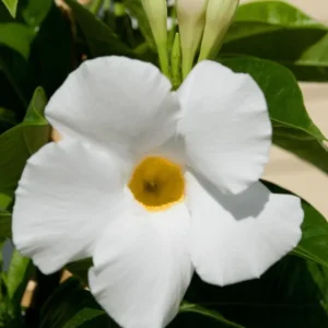 White Mandevilla Live Plant - Tropical Flowering Vine 5-9 Inch Tall - Image 2