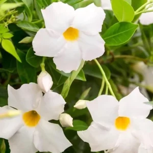 White Mandevilla Live Plant - Tropical Flowering Vine 5-9 Inch Tall - Image 3