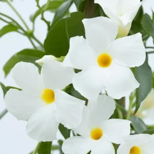 White Mandevilla Live Plant - Tropical Flowering Vine 5-9 Inch Tall - Image 4
