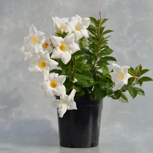 White Mandevilla Live Plant - Tropical Flowering Vine 5-9 Inch Tall - Image 5