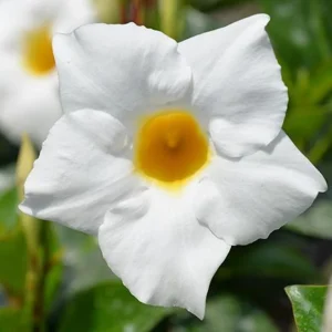 White Mandevilla Live Plant - Tropical Flowering Vine 5-9 Inch Tall - Image 6