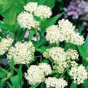 White Milkweed Live Plants - 2 Pack, 5-9" Tall, Cold Hardy Perennial - Image 2