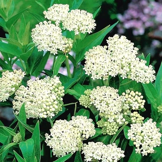 White Milkweed Live Plants - 2 Pack, 5-9" Tall, Cold Hardy Perennial - Image 3