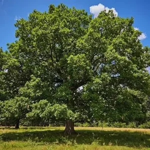 White Oak Tree Live Plant – 6 to 12 Inches Tall – Outdoor Shade Tree - Image 7