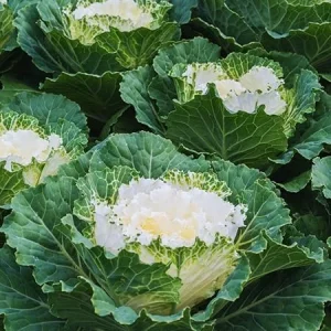 White Ornamental Cabbage Live Plant, 4 Inch Pot, Outdoor Vegetable Garden - Image 2