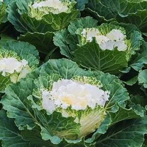 White Ornamental Cabbage Live Plant, 4 Inch Pot, Outdoor Vegetable Garden - Image 6