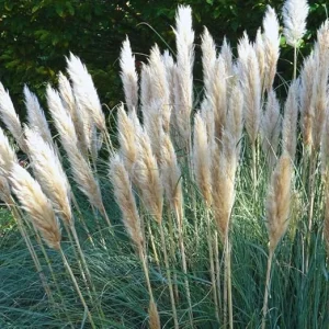 White Pampas Grass Live Plants – 2 Pack – 3-6 Inches Tall – Outdoor Ornamental Grass - Image 2