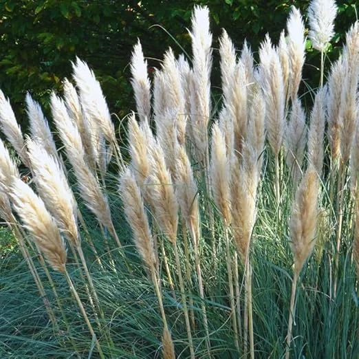 White Pampas Grass Live Plants – 2 Pack – 3-6 Inches Tall – Outdoor Ornamental Grass - Image 2