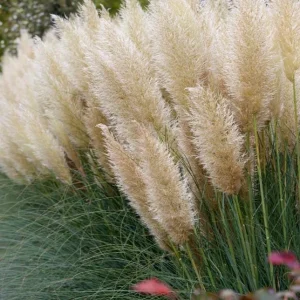 White Pampas Grass Starter Plant Cortaderia Selloana Live Ornamental 5-9 Inch Tall - Image 2