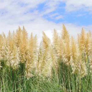 White Pampas Grass Starter Plant Cortaderia Selloana Live Ornamental 5-9 Inch Tall - Image 3