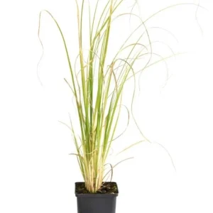 White Pampas Grass Starter Plant Cortaderia Selloana Live Ornamental 5-9 Inch Tall - Image 5