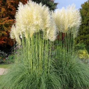 White Pampas Grass Starter Plant Cortaderia Selloana Live Ornamental 5-9 Inch Tall - Image 6