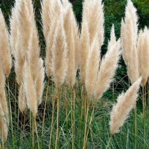 White Pampas Grass Starter Plant Cortaderia Selloana Live Ornamental 5-9 Inch Tall - Image 8