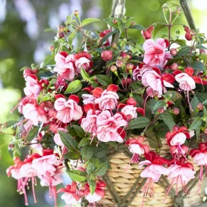 White Pink Fuchsia Live Plants - Hardy Flower, 2 Plugs, 3-5