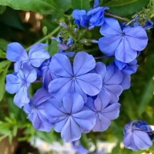 White Plumbago Live Plants - 2 Pack, 4-8" Tall Flowering Shrub Vine - Outdoor - Image 2