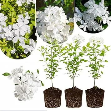 White Plumbago Live Plants - 3 Pack, 4-7" Tall Tropical Shrub for Garden - Image 2