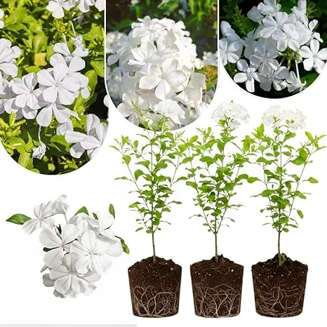 White Plumbago Live Plants - 3 Pack, 4-7" Tall Tropical Shrub for Garden - Image 5
