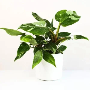 White Princess Philodendron Live Plant – Variegated Houseplant – 5-8 Inch Tall - Image 2