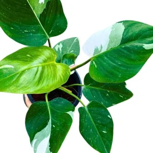 White Princess Philodendron Live Plant – Variegated Houseplant – 5-8 Inch Tall - Image 3