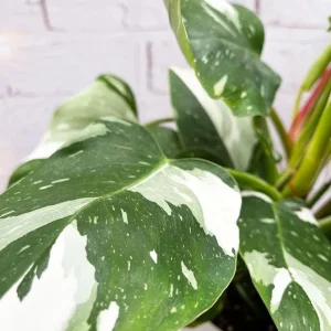 White Princess Philodendron Live Plant – Variegated Houseplant – 5-8 Inch Tall - Image 5