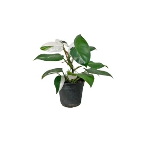 White Princess Philodendron Live Plant – Variegated Houseplant – 5-8 Inch Tall - Image 6