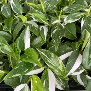 White Princess Philodendron Live Plant – Variegated Houseplant – 5-8 Inch Tall - Image 7