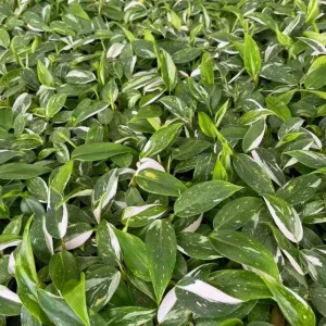 White Princess Philodendron Live Plant – Variegated Houseplant – 5-8 Inch Tall - Image 8