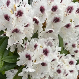 White Rhododendron Live Plant - 1-2 Ft Azalea Shrub in 1 Gallon Pot, Outdoor Flowering Bush - Image 4