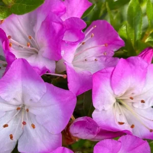 White Rhododendron Live Plant - 1-2 Ft Azalea Shrub in 1 Gallon Pot, Outdoor Flowering Bush - Image 6