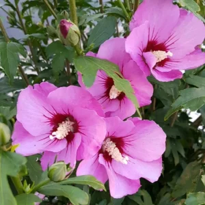 White Rose of Sharon Live Plant, 6-12" Tall Althea Hibiscus Bush, Quart Pot, Outdoor Perennial - Image 2