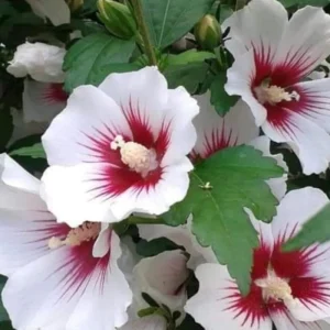 White Rose of Sharon Live Plant, 6-12